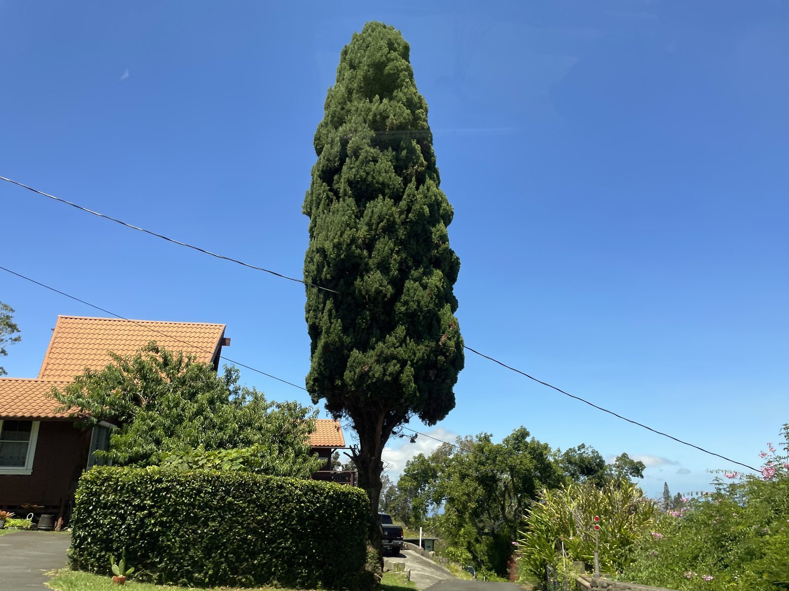 Residential property with manicured hedges and tall tree
