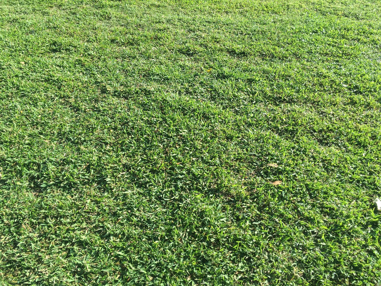 Freshly maintained green lawn
