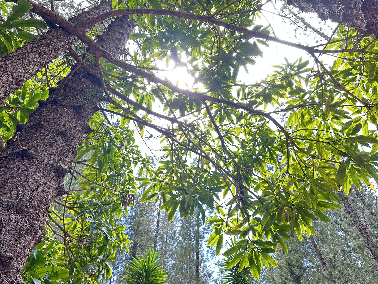 Tree canopy maintenance