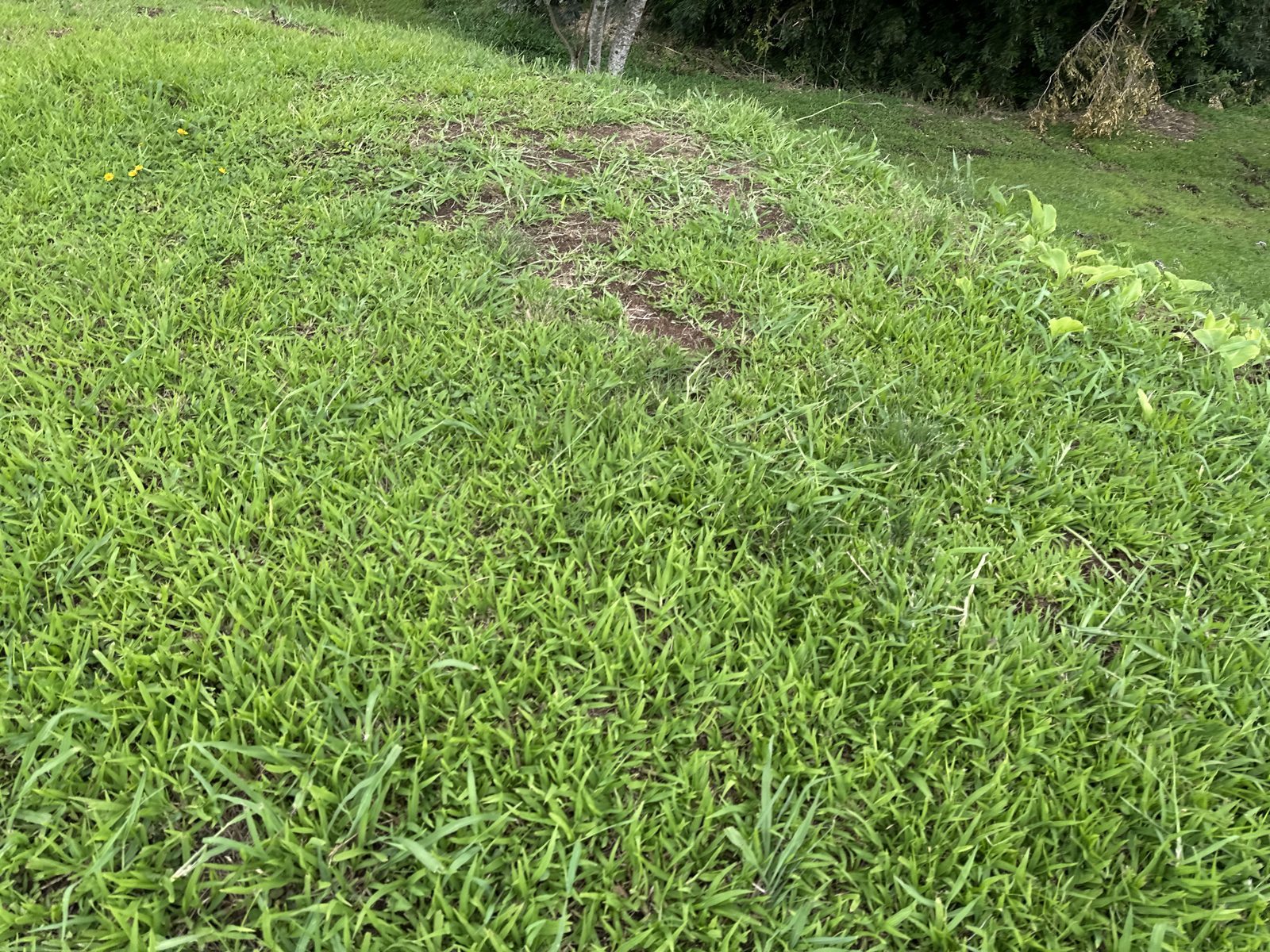 Ground cover maintenance and weed control